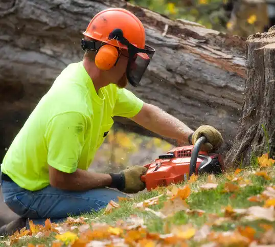 tree services Rayville